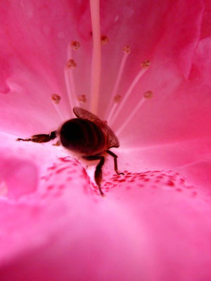 Rhododendronblüte