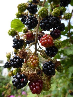Beerenernte