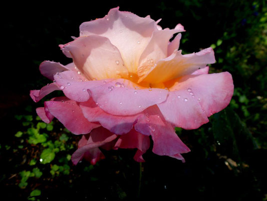 Duftrose Augusta Luise