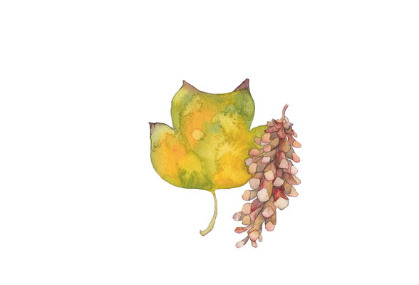 2022年「Autumn pine cone」　水彩