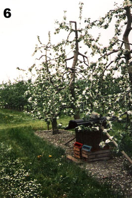 Bienen in Onkels Apfelplantage.