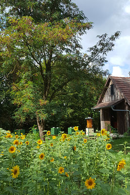 Im Bienengarten.