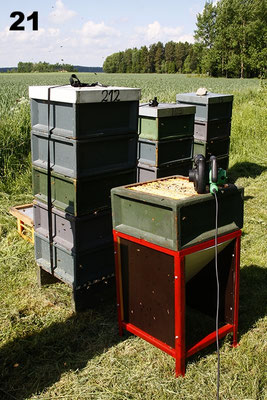 Honigernte mit der Bienenrutsche.