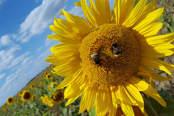 Blühwiesen im Hochsommer.