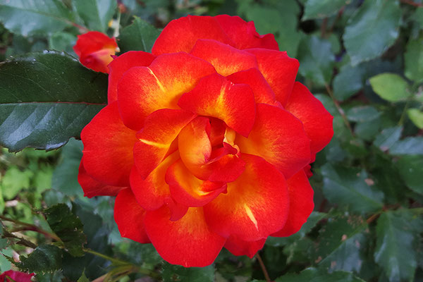 Udo Zoll´s Bienenhausrose.