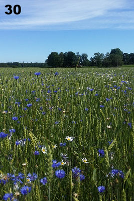Kornblumenfeld in Remmestorp.