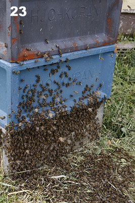 Nach der Ernte ziehen die Bienen unbeschadet zurück ins Volk.