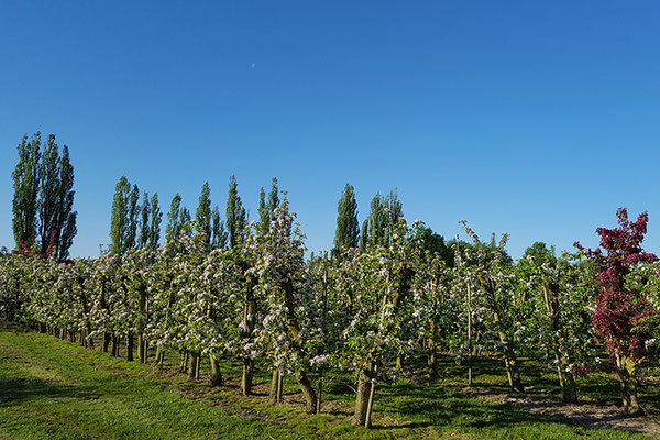 Obstplantage in Boddin.