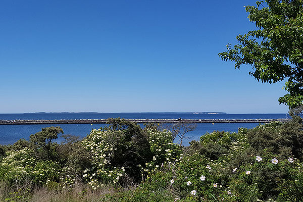 Die Greifswalder Oie.