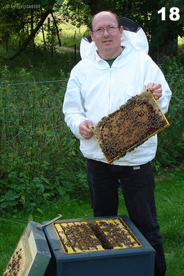 Sanfte Bienen im starken Verkaufsableger.