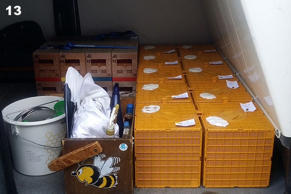 Begattungskästchen zur Belegstelle und Kunstschwärme zum Kunden.