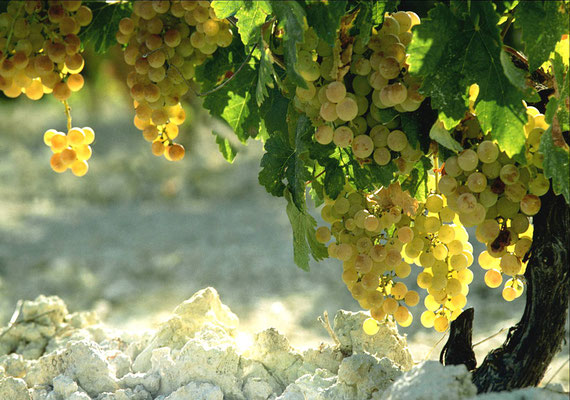 エレデロス デ アルグエソ スペインワイン専門 高品質なスペインワインのみをお届け スコルニ ワイン
