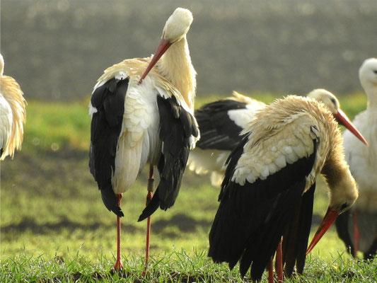 Storchenmännchen George fühlt sich sichtlich wohl in Büttelborn! Foto: H. Usinger 