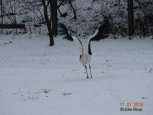 ... fliegt auch sie wieder auf das Nest.