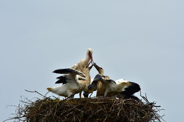 Storchenfamilie in Sielen.