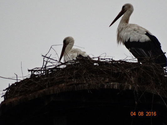  Wieder Alleinherscher auf dem Schornstein. Foto: Ulrike Mose