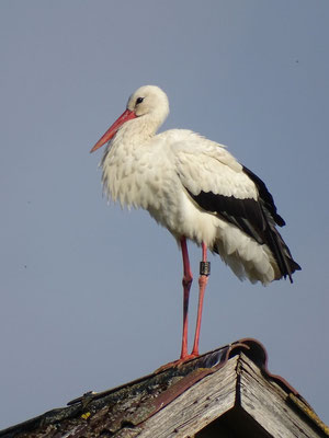 Storch "Heinrich" auf einem Scheunendach in Nordrhein-Westfalen. 