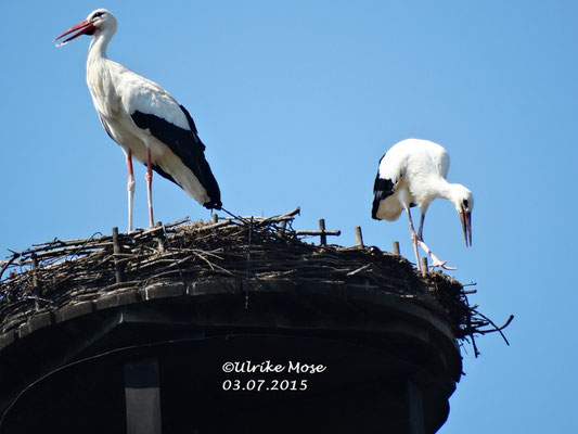 Storchenmännchen Paul mit Junior Krümel Hartmut auf unserem Schornsteinnest.