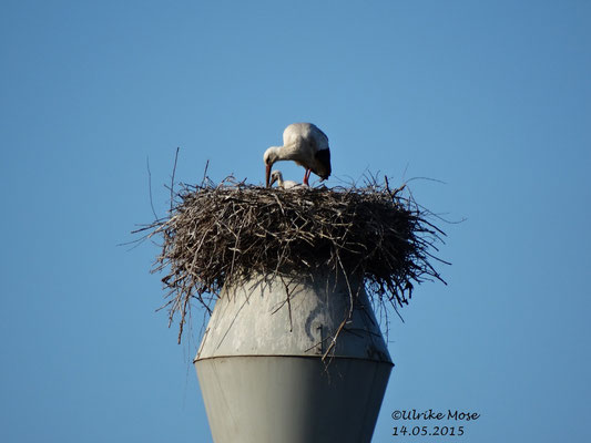 Frischgebackener Storchenpapa mit einem Jungstorch. Alter ca. 17 Tage +/- 