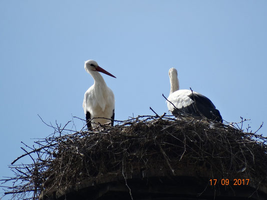 Marie und Paco in diesem Jahr das letzte mal zusammen auf dem Nest. Foto: Ulrike Mose