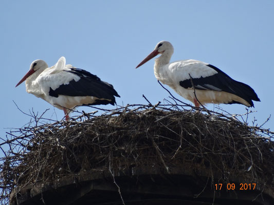 Marie und Paco in diesem Jahr das letzte mal zusammen auf dem Nest. Foto: Ulrike Mose