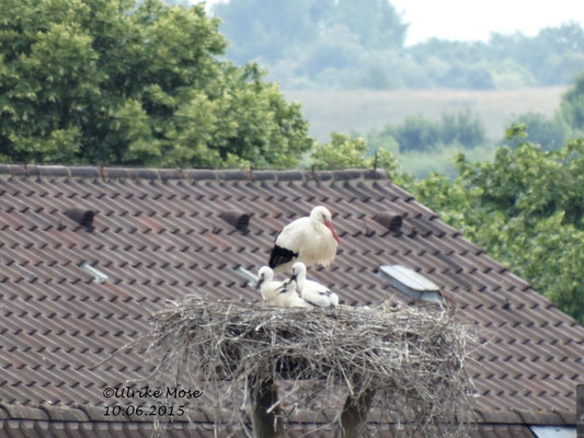 Brutstorch mit seinen Jungen auf dem Riedinger Horst!