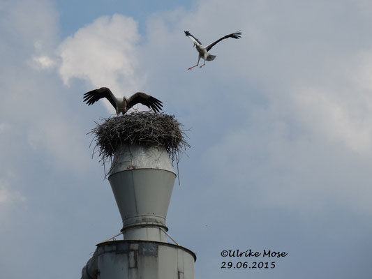 Jungstorch Krümel Hartmut bei seinem ersten Flug.