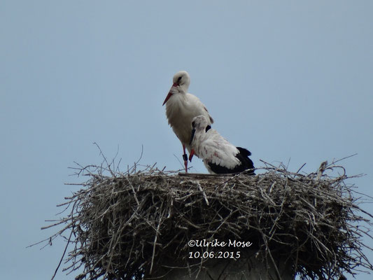 Der verbliebene Jungstorch mit seiner Storchenmama Pauline! 