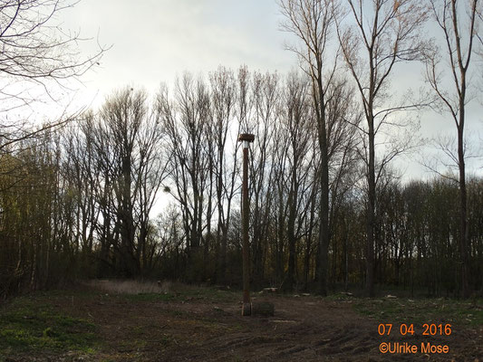 Neuer Storchenhorst in den Ederauen.