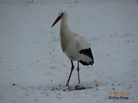 Außer Schnee ist nichts zu sehen.