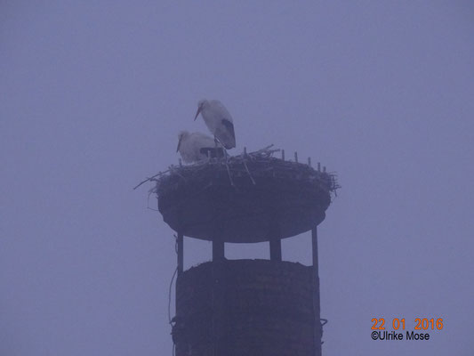 Paul + Pauline harren aus, im  kalten Nebel.