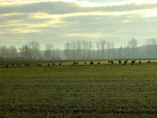 Kleiner Storchentrupp Überwinterer in Büttelborn! Foto: H. Usinger