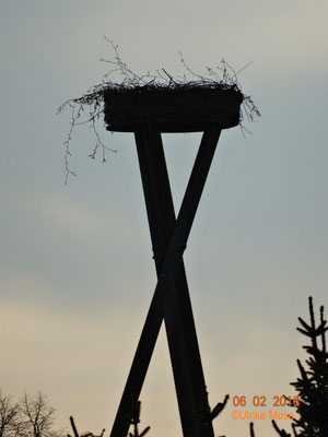 Nest auf dem Riedinger Horst.