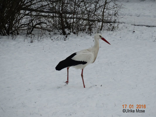 Paul erkundet den schneebedeckten Garten.