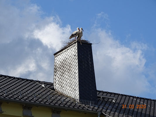 Fühlten sich sichtlich wohl auf ihrem neuen Nest!  Foto: Ulrike Mose