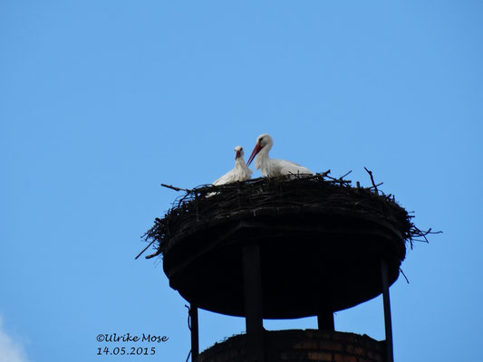 Storchenpärchen von der Eder auf unserem Schornsteinnest.