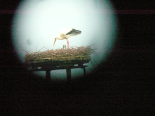 Storchenvater Paco mit seinen zwei Storchenkindern durchs Spektiv fotografiert.  Foto: Dieter Mose