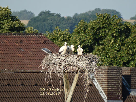 Das Quartett allein zu Haus!!