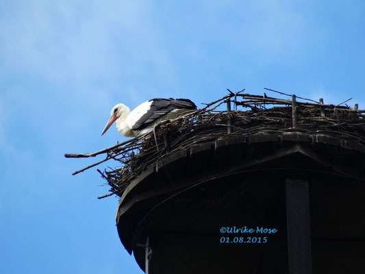 letztes Foto von Jungstorch Hartmut Krümel auf unserem Schornsteinnest.