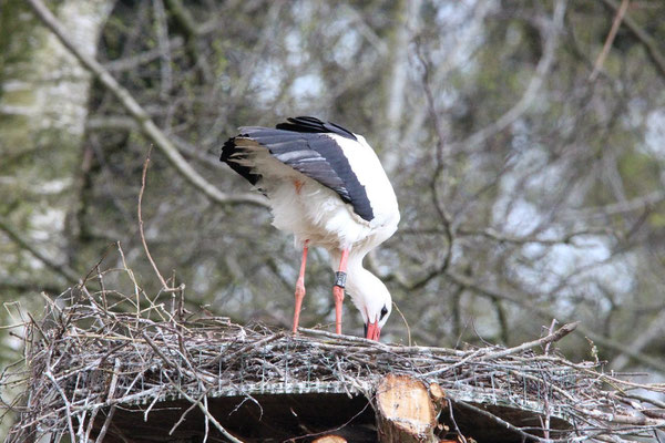 Storch Leo macht Ordnung.      Foto: Manfred Heinze  