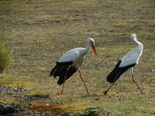 Mit schnellen Schritten flüchtet sie vor den Annäherungsversuchen,....Foto: Ulrike Mose