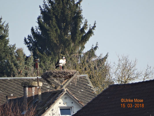 Storchendame Romy und Storchenmännchen Merlin!!