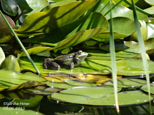 Ein Wasserfrosch auf einem Seerosenblatt.