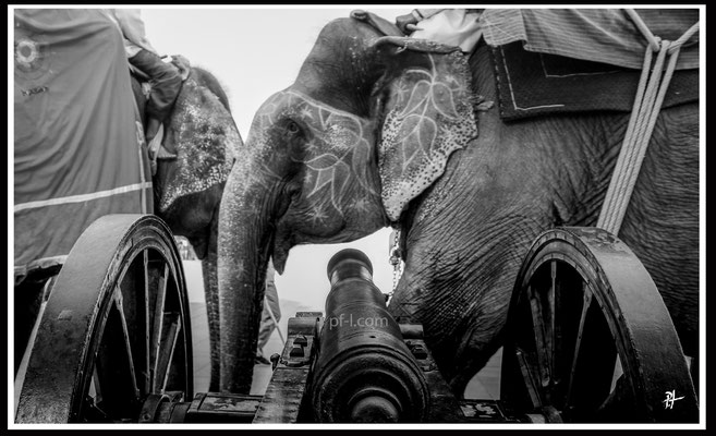 "ELEPHANTS VS HUMANITY" (INDIA 2015)