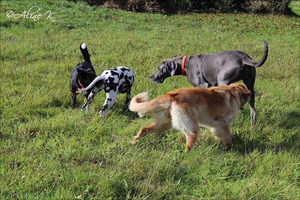 Von links nach rechts: Stella, Suri, Bellis, Dogge