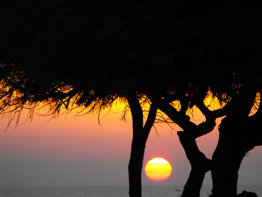 Sonnenuntergang und Bäume am Strand von Tel Aviv