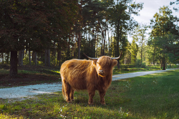Impressionen aus dem Land des Hermann | Teutoburger Wald © LTM GmbH