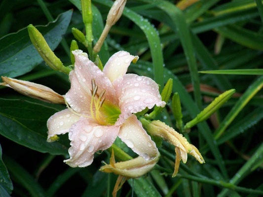 Lilie, altrosa