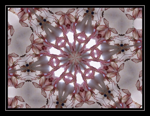 Amaryllis