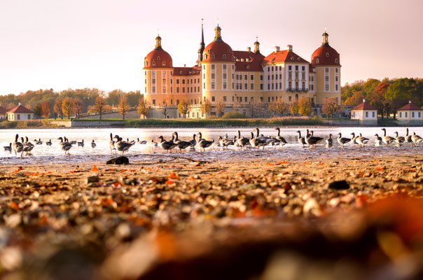 Schloß Moritzburg und seine "Besucher" im farbiger Herbststimmung.